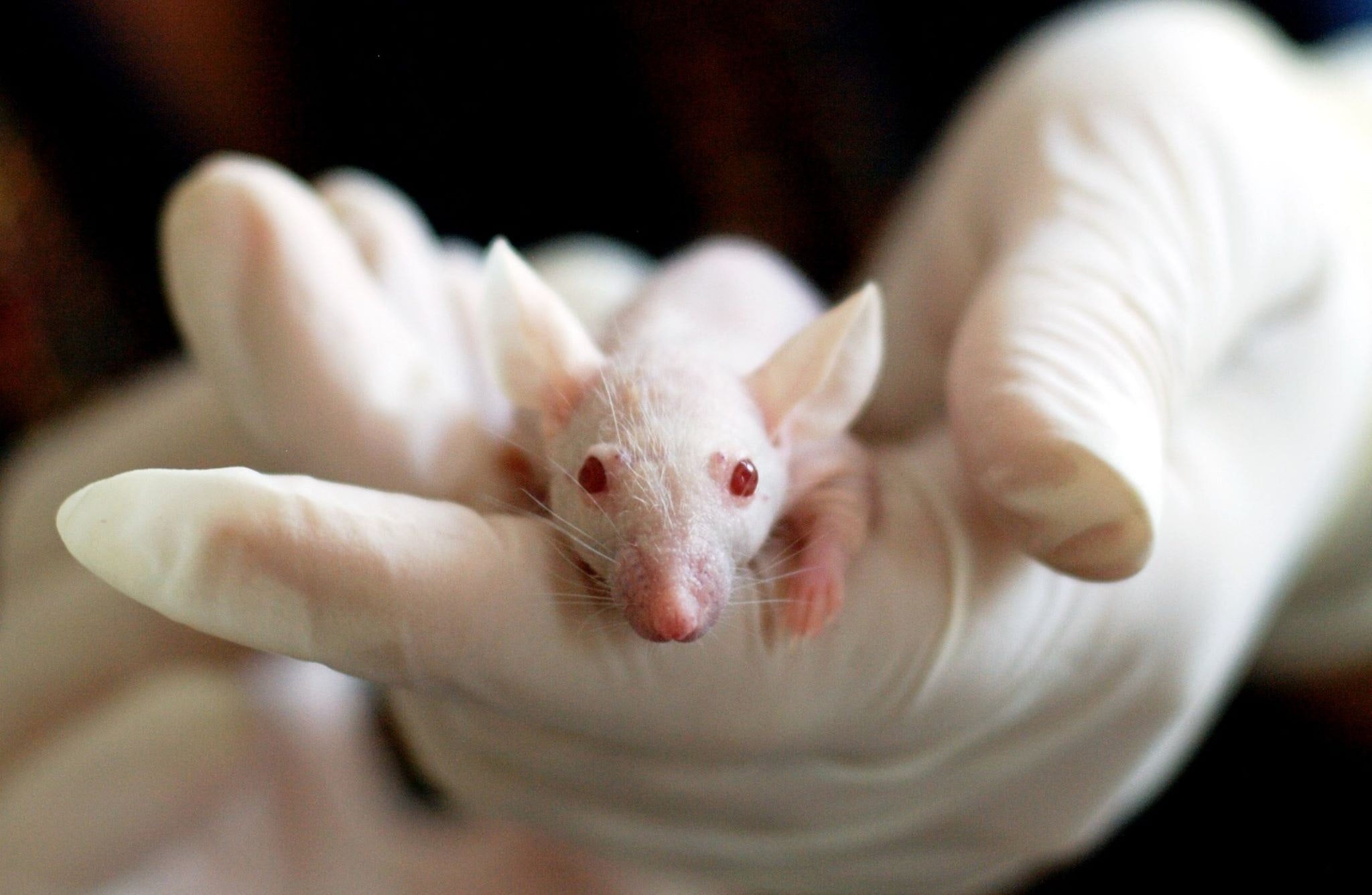 Animal Research - Mouse